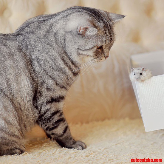If Your Cat Finds a Live Toy, You Might Want to Intervene