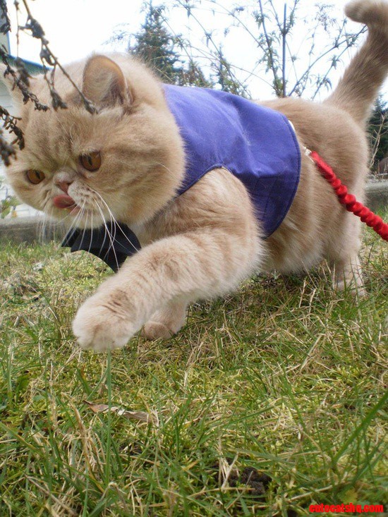 I'm Just Going for a Walk
