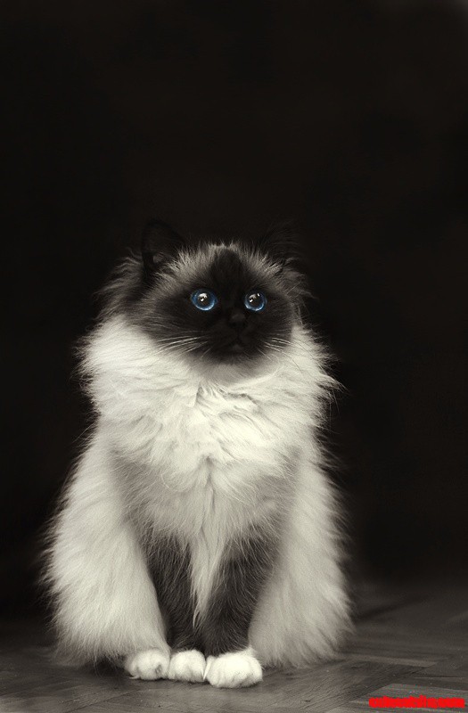 Imgend Cat