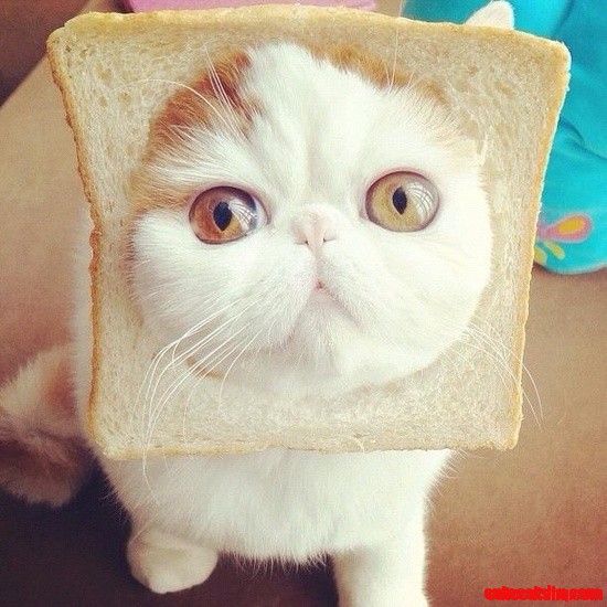 Inbred Cat.