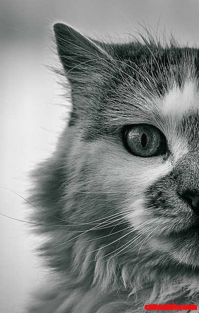 Intense Cat