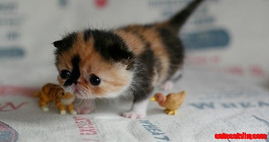 It's So Tiny!!