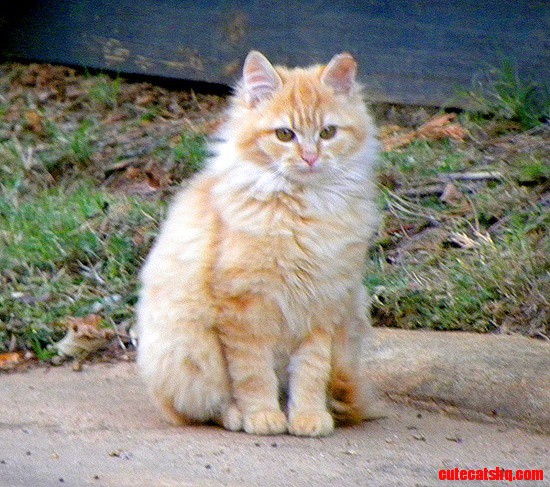 Itty Bitty Is a Miniature Lion.