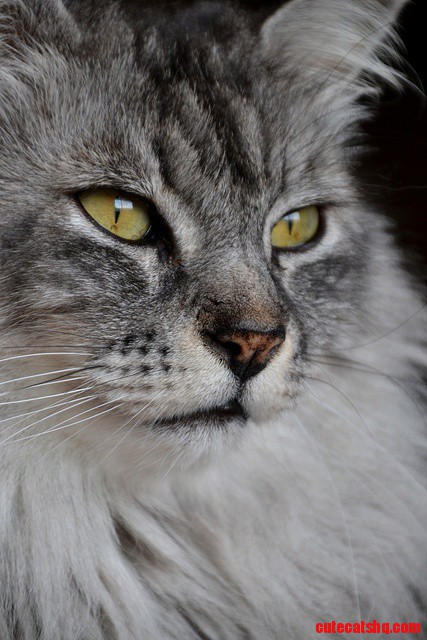 Just Beautiful Cat