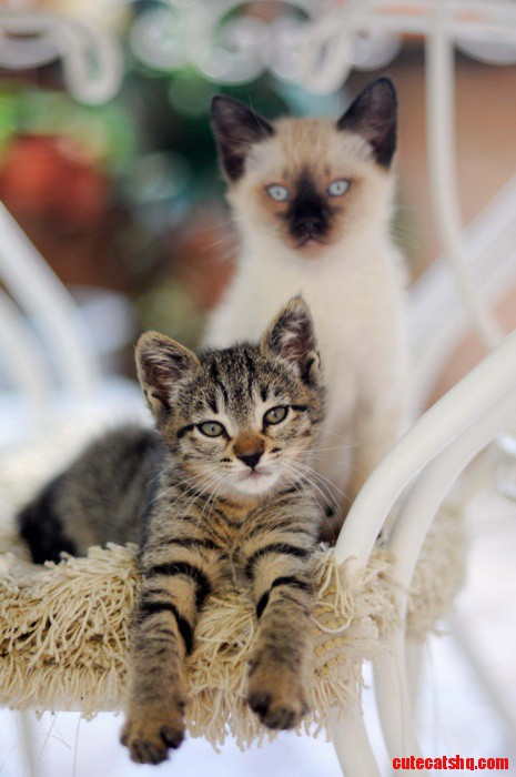 Just Beautiful Cats