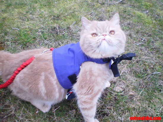 Just Going for a Walk