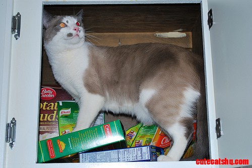 Just Looking for Some Food