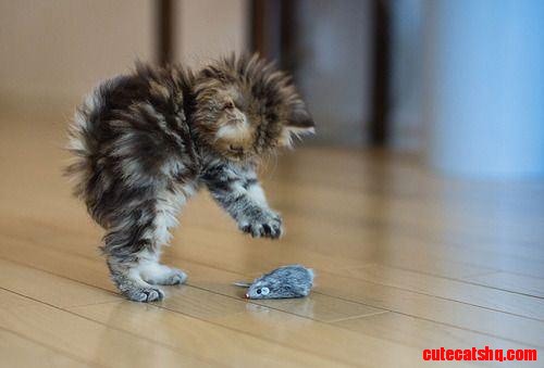 Kill, Kill Kill !!!
