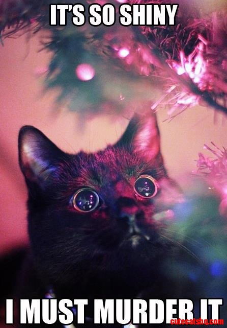 Killer Cat