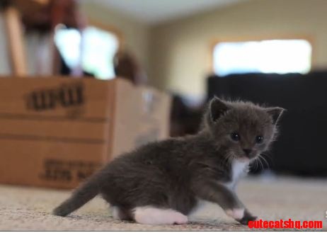 Kitten Adopted by Pekingese