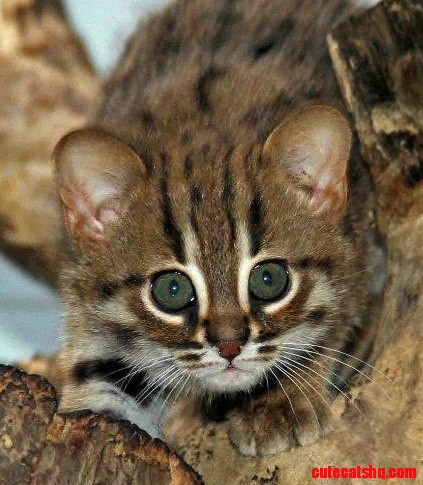 Kitten Born at Berlin Zoo
