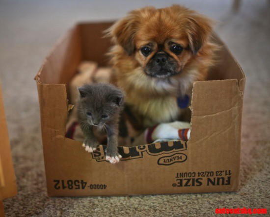 Kitten and Mom