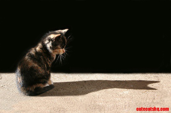 Kitten and Shadow