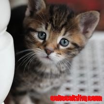 Kitten Approaching Me Carefully When Meeting Me for the First Time.