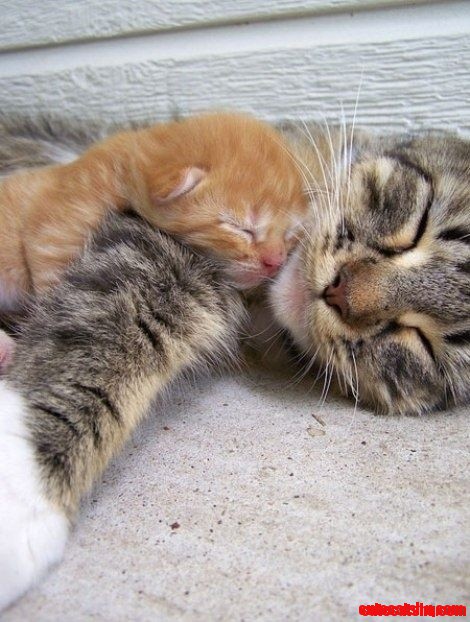 Kitten Cuddles.