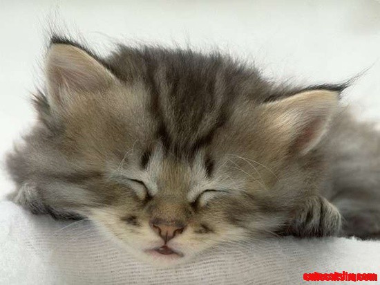 Kitten Cute Face