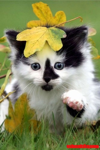 Kitten Tries to Catch a Butterfly While Getting Stuck in the Leaves.