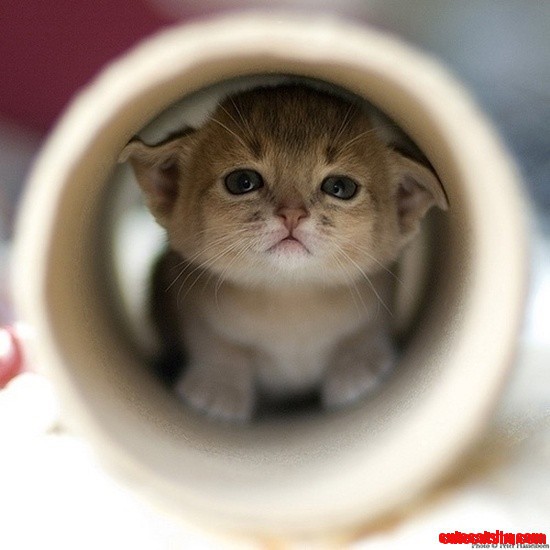 Kitten Tube