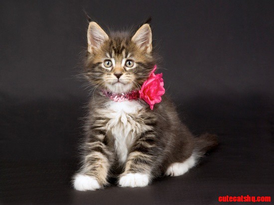 Kitten Wearing Shiny Pink Collar