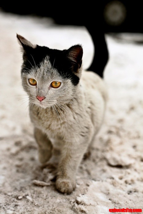Kitten with Amber Eyes