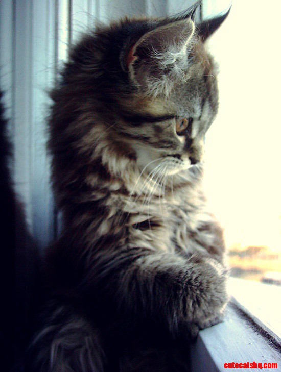 Kitten