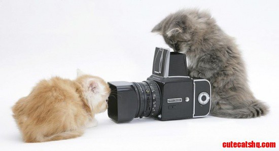 Kittens and a Camera