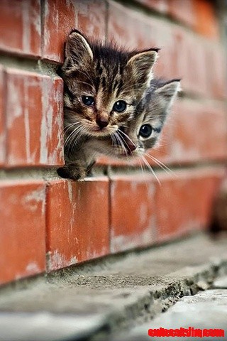 Kittens!