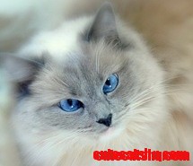 Kitttttty