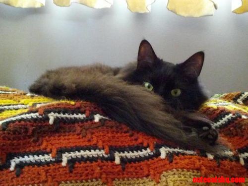 Kitty 228