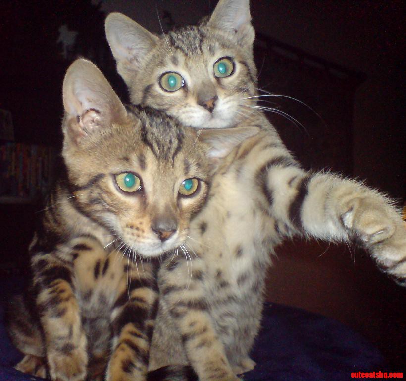 Kitty Brothers