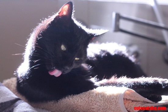 Kitty Zelda Keeping Herself Shiny