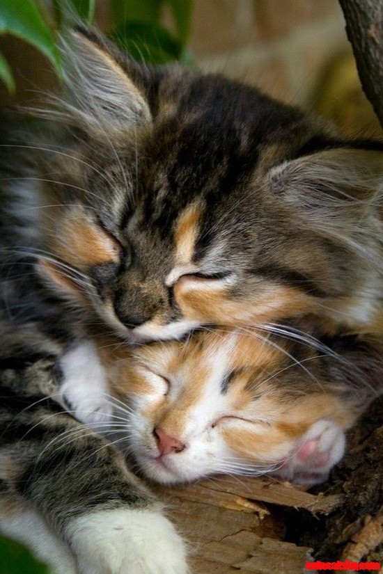 Tortoiseshell cat