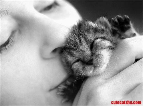 Kitty Cuteness