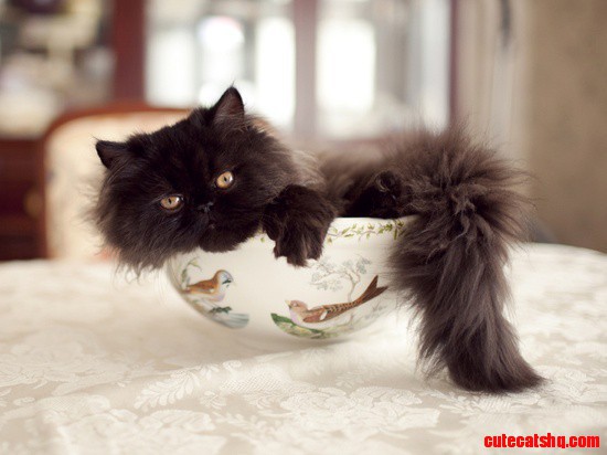 Kitty in a Bowl