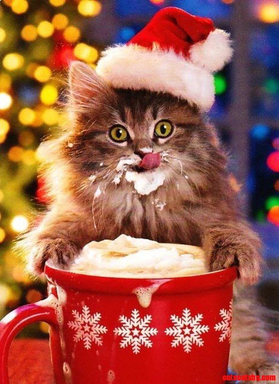 Kitty in Hot Chocolate.