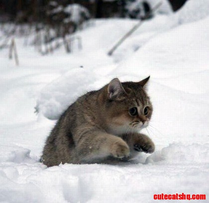 Kitty Not Like Snow.