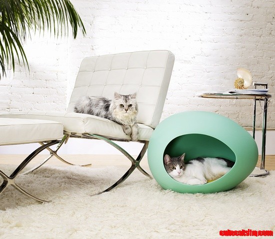 Kitty Pod - Too Much Awesome!
