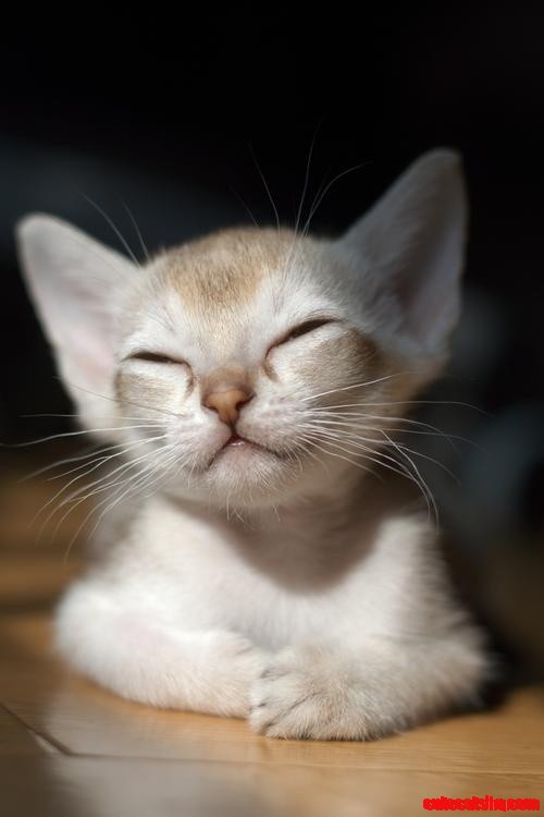 Kitty Showing Love