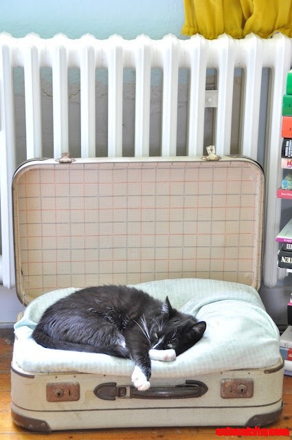 Kitty Sleeping in a Suitcase, Such a Simple Way to Make a Cute-looking Kitty Bed!