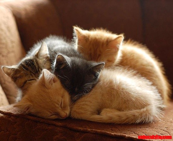 Kitty Snuggles