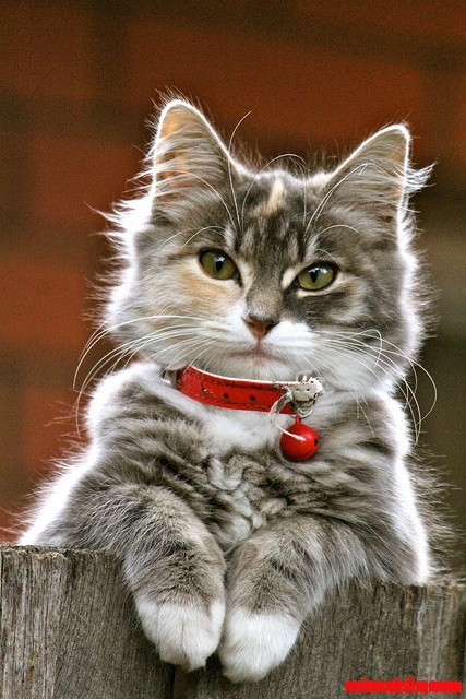 Kitty - So Sweet!