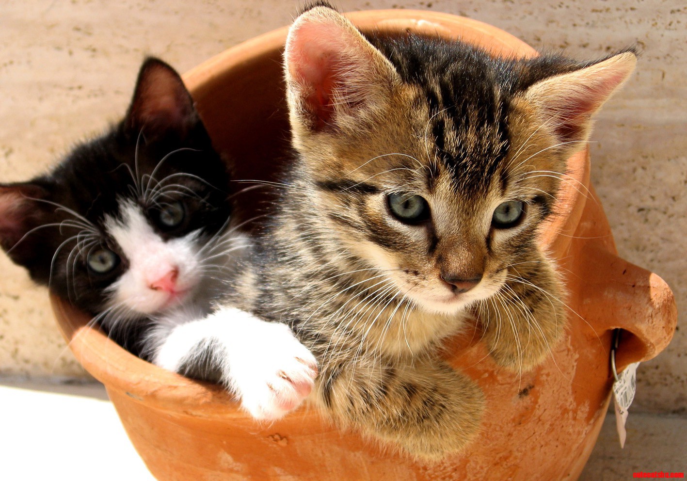 Kute Kittyes