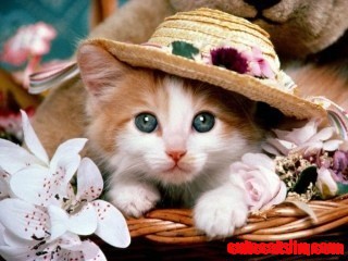 Lol Cute
