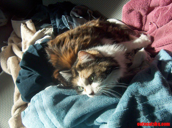 Laundry Day from Life with Cats