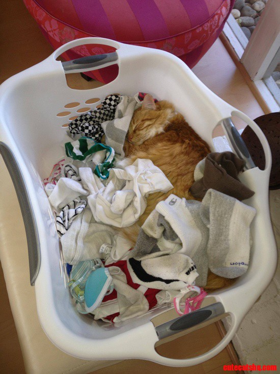 Laundry Day with Cats