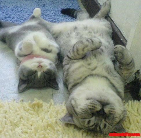 Like Cat Father...like Cat Son....