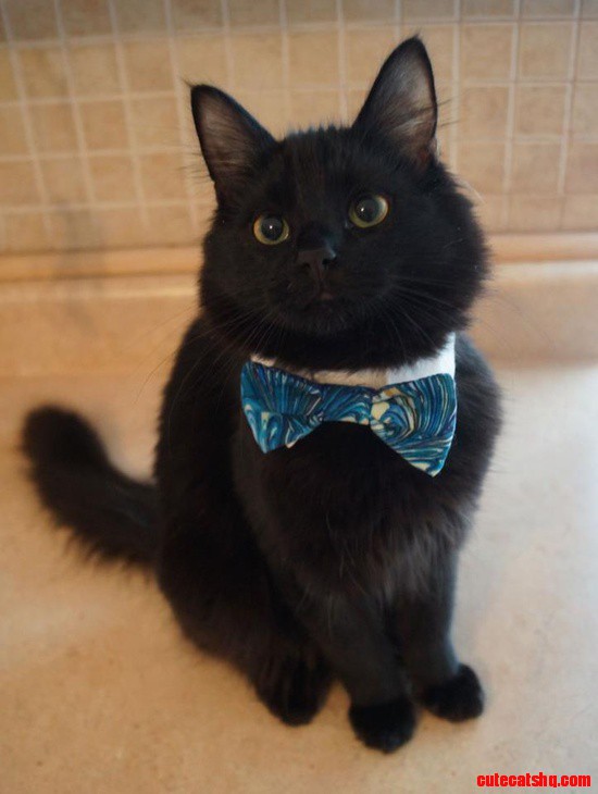 Lincoln Miracle Kitty