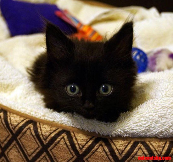 Lincoln,the Qadrapelegic Kitten Who Learned to Walk