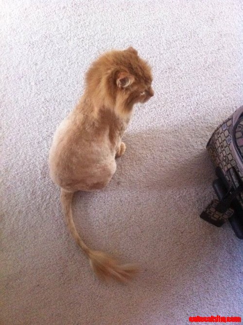 Lion, and Yet Another Reason to Get More Orange Kittys.
