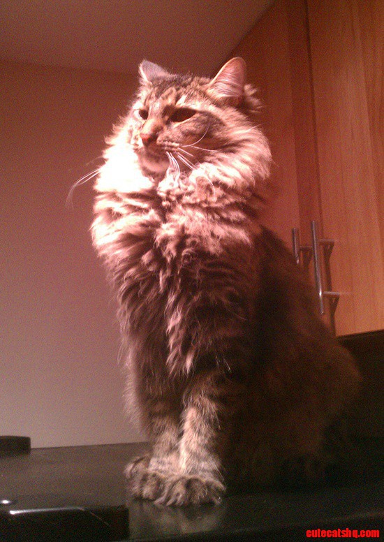 Lion